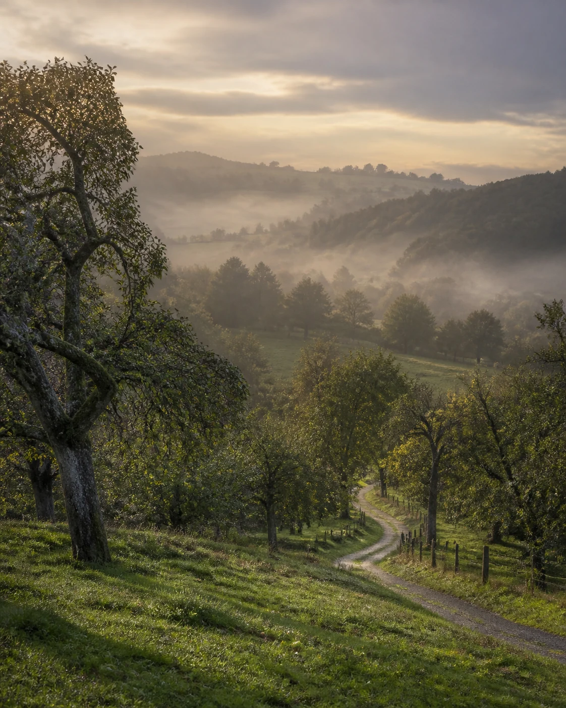 Verger et collines brumeuses du Pays d’Auge, création visuelle IA